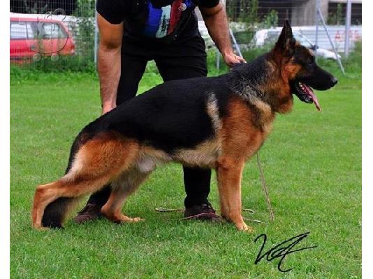 Husky καθαροαιμα κουταβια Αθηνα 6979314054